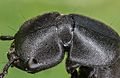 Escarabajo errante (Ocypus olens), Hartelholz, Múnich, Alemania, 2020-06-28, DD 476-494 FS