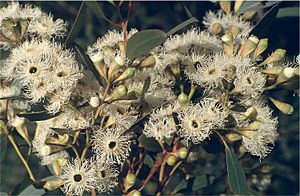 Eucalyptus calycogona flowers