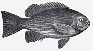 Rock blackfish Facts for Kids