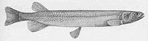 Long thin fish with many small spots