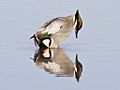 Falcated duck (6602072861)