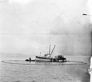 Fishermen purse seining in Puget Sound, ca 1917 (COBB 71)