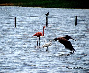 "Pinky" and other birds in Yeguada