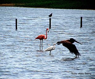 Flamenco and other birds in Camuy, Puerto Rico