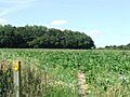 Footpath To Cowper's Wood - geograph.org.uk - 542176
