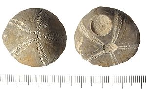 Fossil sea urchin (FindID 551527)
