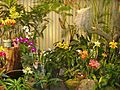 Foster Botanical Garden (orchid display) - Honolulu, HI