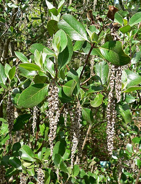Garrya buxifolia 2