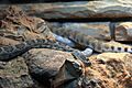 Gfp-santa-cataline-island-rattlesnake