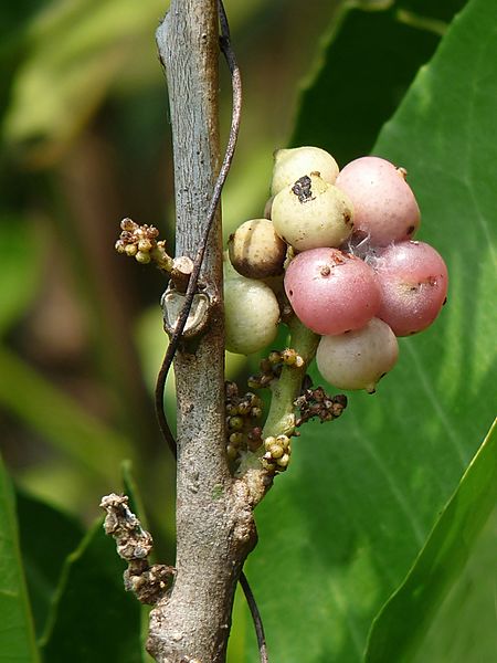 Glycosmis pentaphylla in Kudayathoor