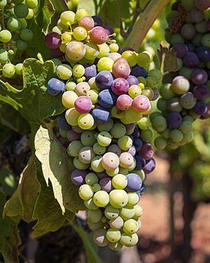 Grapes, Dry Creek Valley-7705
