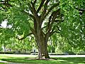 Great Elm at Phillips Academy, Andover, MA - May 2020