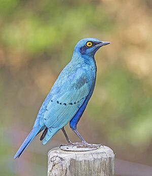 Greater blue-eared starling (Lamprotornis chalybaeus nordmanni) Kruger (cropped).jpg