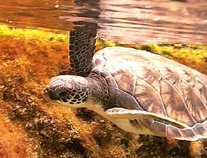 Green sea turtle cayman turtle farm