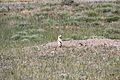 Greycliff Prairie Dog Town State Park (9277701198)
