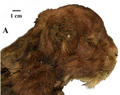 Homotherium latidens cub mummy fig2 (cropped).webp