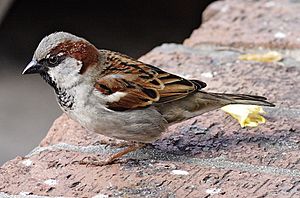 House sparrowII