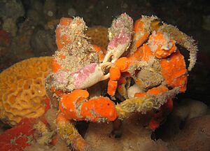 Hyastenus elatus