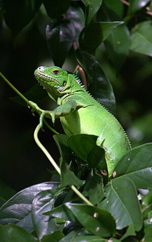 Iguana delicatissima near Coulibistrie River b01