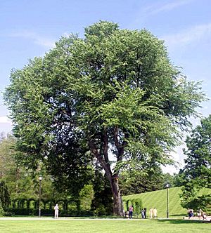 Img ulmus americana 2209