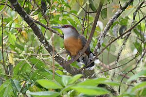 Jamaican Lizard-Cuckoo.jpg