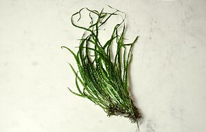 Java Fern Needle - Leptochilus pteropus