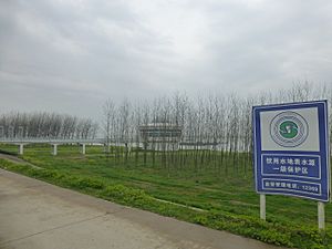 Jiayu County - Panjiawan - on the Yangtze embankment - P1540267