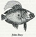 John Dory Eliza Acton