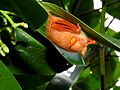 Kerivoula picta 1