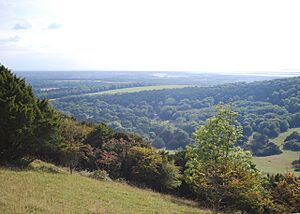 Kingley Vale - geograph.org.uk - 1503510