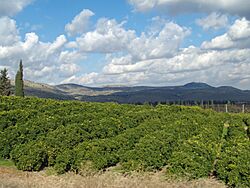 Lemon Orchard in the Galilee by David Shankbone