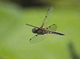 Libellula quadrimaculata in flight-pjt3