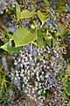 Ligustrum lucidum berries