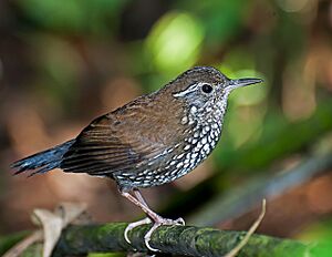 Lochmias nematura -Parque Estadual da Serra da Cantareira, Sao Paulo, Brazil-8.jpg