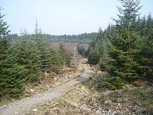 Looking north along forestry walk in Fearnoch Forest - geograph.org.uk - 401155