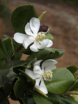 Magnolia pallescens.jpg
