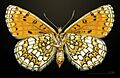 Melitaea parthenoides MHNT CUT 2013 3 29 Flottes female ventral