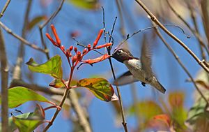 Bee hummingbird Facts for Kids