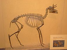 Merycodus cf. nectatus - National Museum of Natural History - IMG 2024