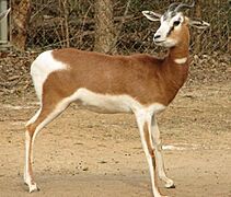 MhorrGazelleza