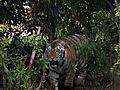 Mike the Tiger VI