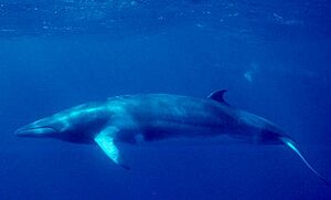 Minke Whale (NOAA)