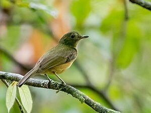 Mionectes macconnelli - McConnell's Flycatcher, Presidente Figueiredo, Amazonas, Brazil.jpg