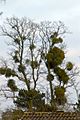 Mistletoe infested tree