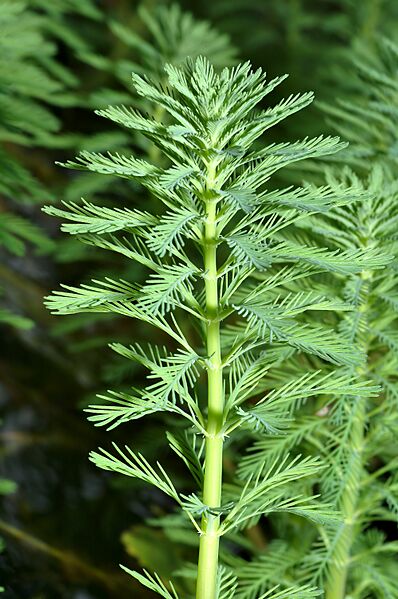Myriophyllum aquaticum - side (aka)
