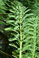 Myriophyllum aquaticum - side (aka)