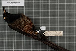 Naturalis Biodiversity Center - RMNH.AVES.140792 1 - Astrapia stephaniae stephaniae (Finsch, 1885) - Paradisaeidae - bird skin specimen