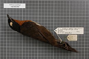 Naturalis Biodiversity Center - RMNH.AVES.146838 1 - Orthonyx spaldingii Ramsay, 1868 - Turdidae - bird skin specimen.jpeg