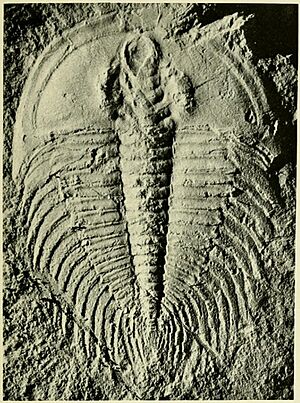 Nevadella eucharis USNM PAL 60079