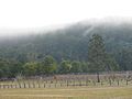 New South Wales vineyard in the Hunter Valley